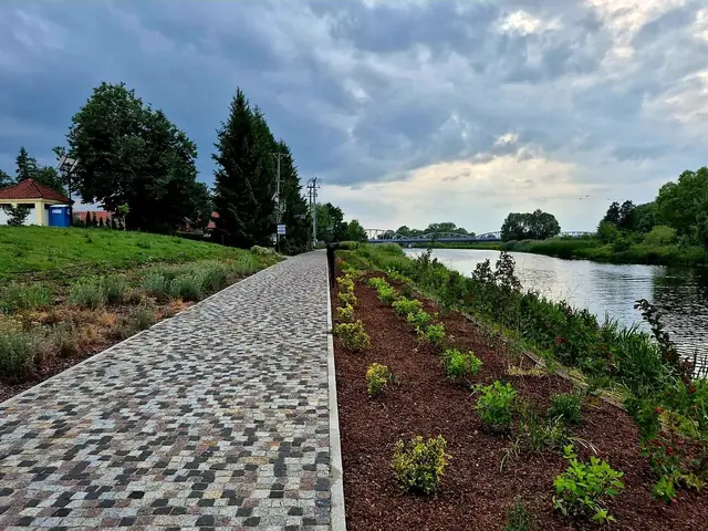 Nowe nasadzenia na skarpie wzdłuż ścieżki nad rzeką
